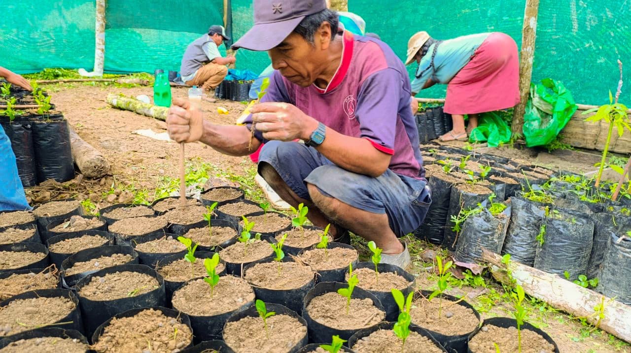 FORTALECEN PRODUCCIÓN DE CÍTRICOS EN EL DISTRITO DE ALTO INAMBARI