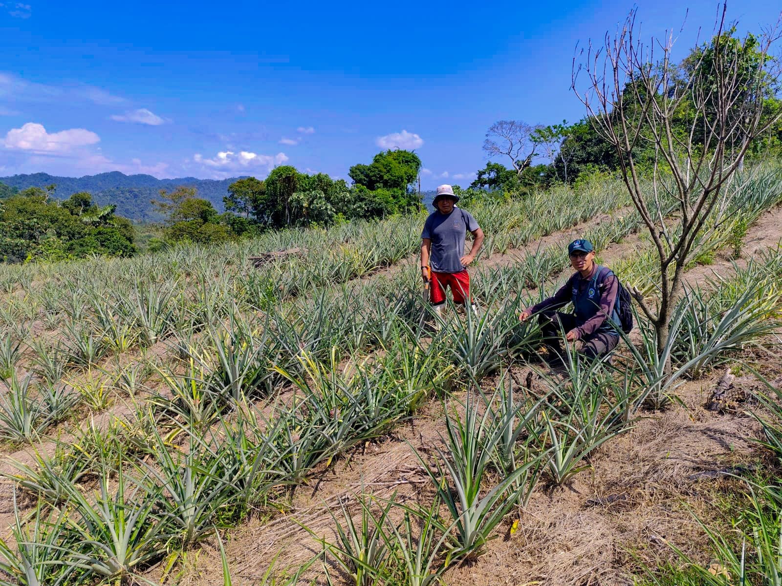 REALIZAN ASISTENCIA TÉCNICA Y SEGUIMIENTO DEL CULTIVO DE PIÑA EN AYAPATA