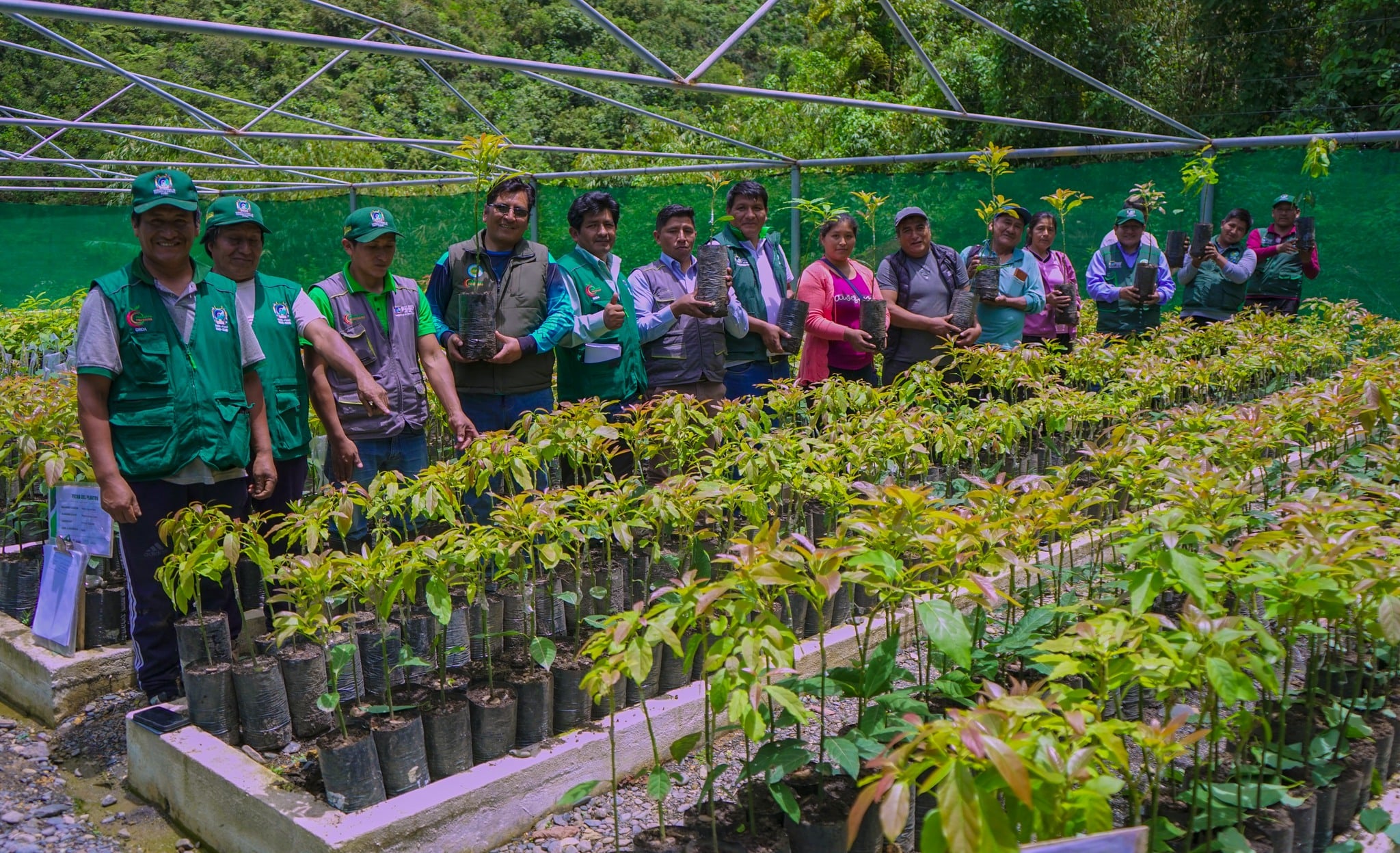 PROYECTO FRUTALES IMPULSA PRODUCCIÓN CON MASIVA ENTREGA DE PLANTONES EN LA SELVA PUNEÑA