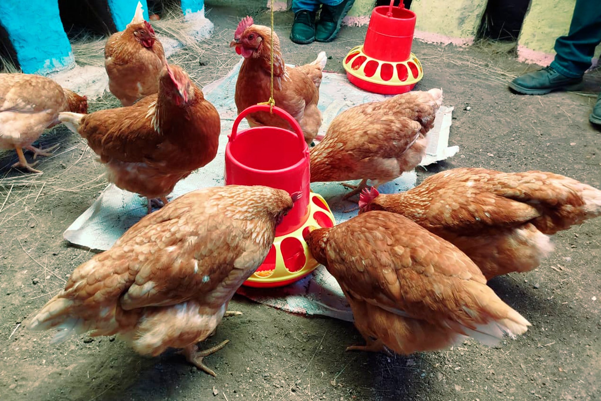 IMPULSAMOS LA PRODUCCIÓN FAMILIAR CON EXITOSO CONCURSO DE INCENTIVOS EN VILQUE