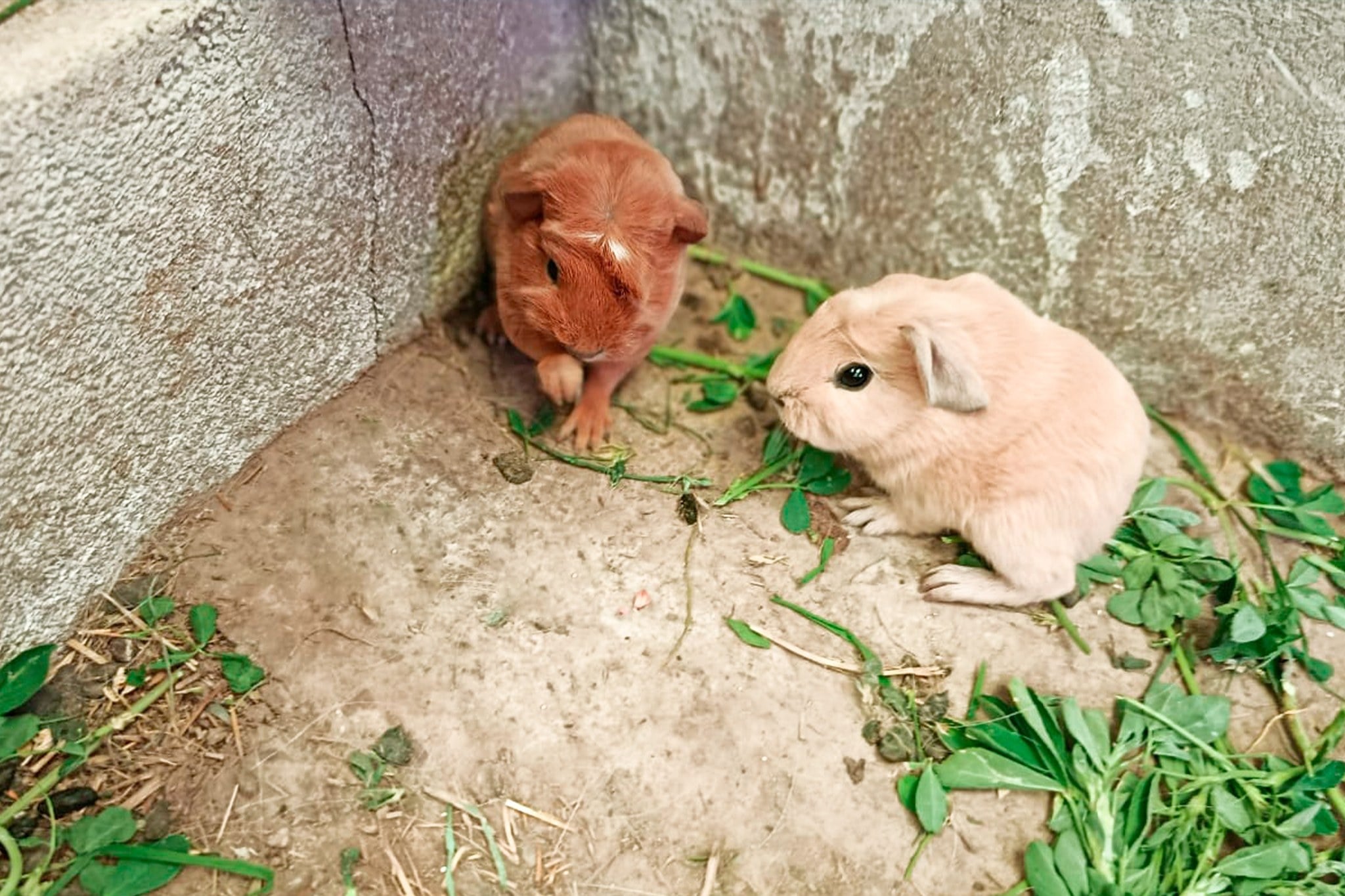 CONTINUAMOS PREMIANDO LA CREATIVIDAD EN BIOHUERTOS Y GALPONES DE CUY Y GALLINAS