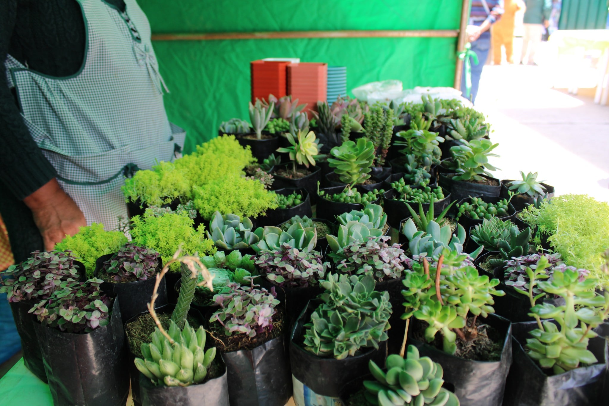 GERENCIA REGIONAL DE DESARROLLO AGRARIO IMPULSA CONSUMO DE CARNE DE CUY