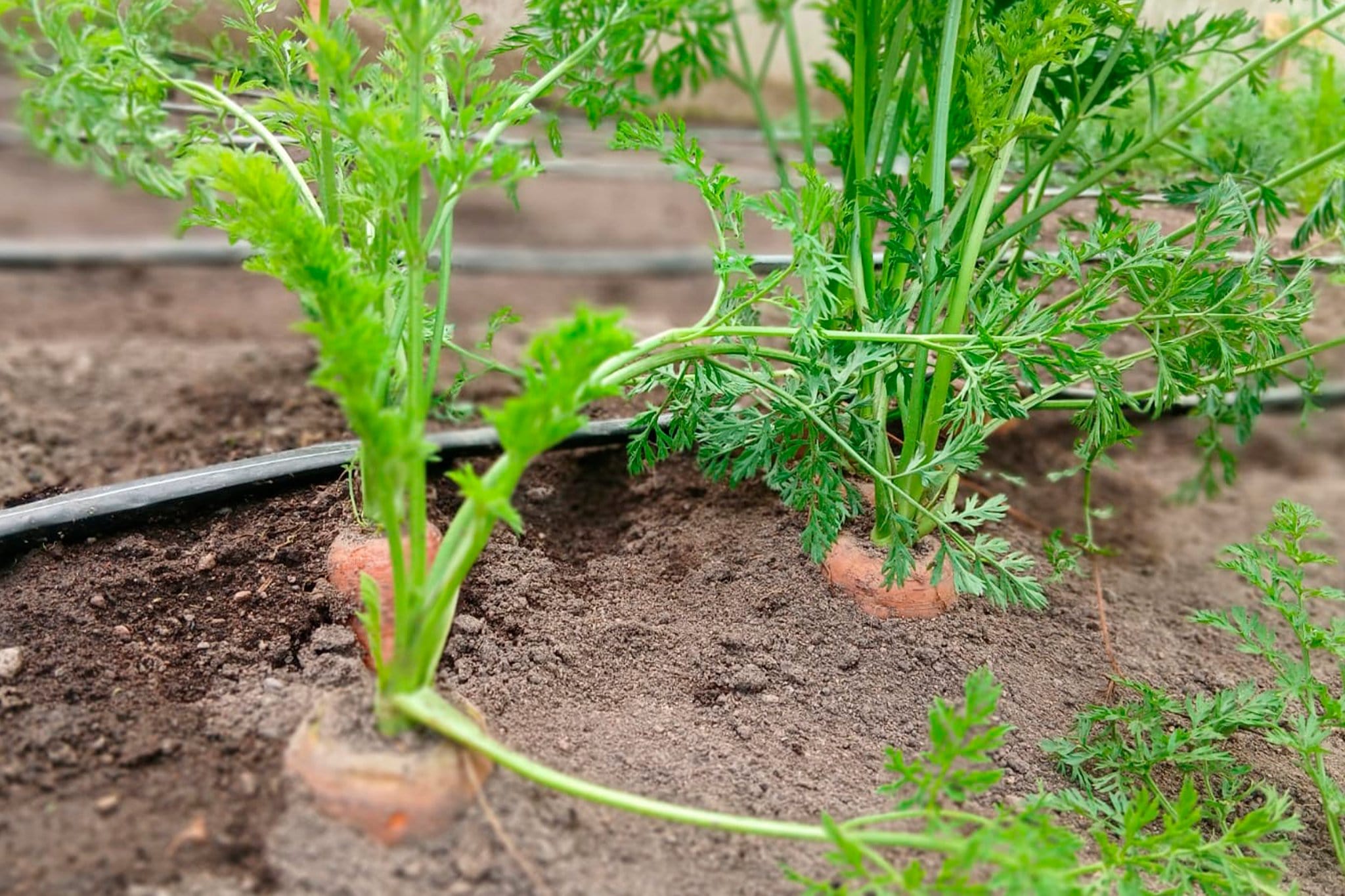 LAMPA CONSOLIDA SU DESARROLLO PRODUCTIVO CON ENTREGA DE INCENTIVOS