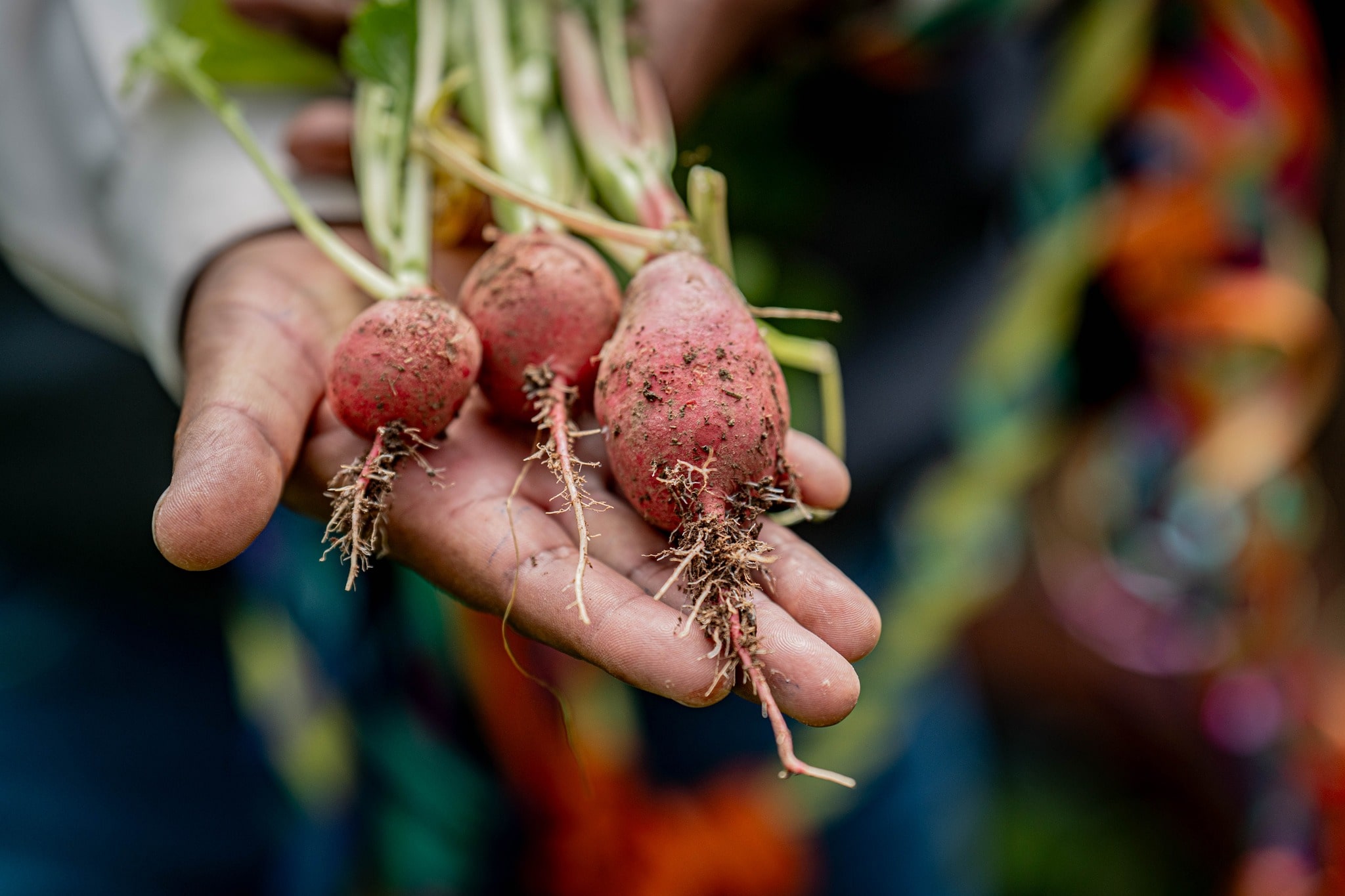 RECONOCEN A FAMILIAS DE QUEÑUANI, PUCARÁ, POR SU ESFUERZO EN FORTALECER MÓDULOS PRODUCTIVOS DE SEGURIDAD ALIMENTARIA