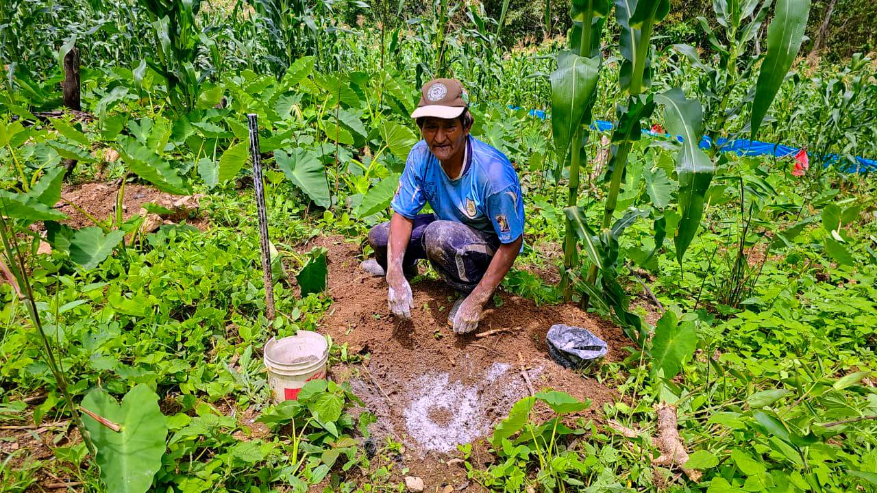INSTALAN HIJUELOS DE PLÁTANO HARTÓN EN SAN PEDRO DE PUTINA PUNCO