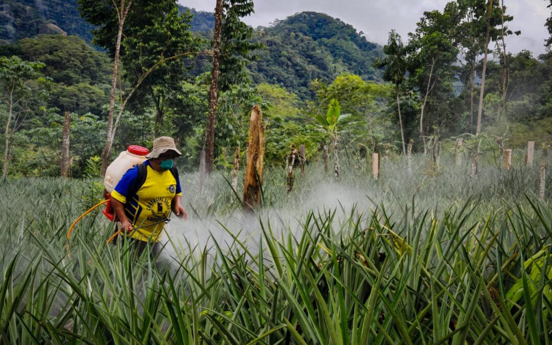 REALIZAN APLICACIÓN DE PLAGUICIDAS EN CULTIVO DE PIÑA EN ESCUELA DE CAMPO OROYA