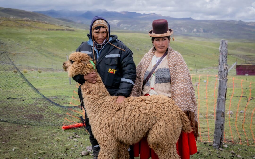 PROYECTO ALPACAS DE COLOR IMPULSA FORMACIÓN DE NUCLEO DE GERMOPLASMA EN EL DISTRITO DE SAN ANTONIO