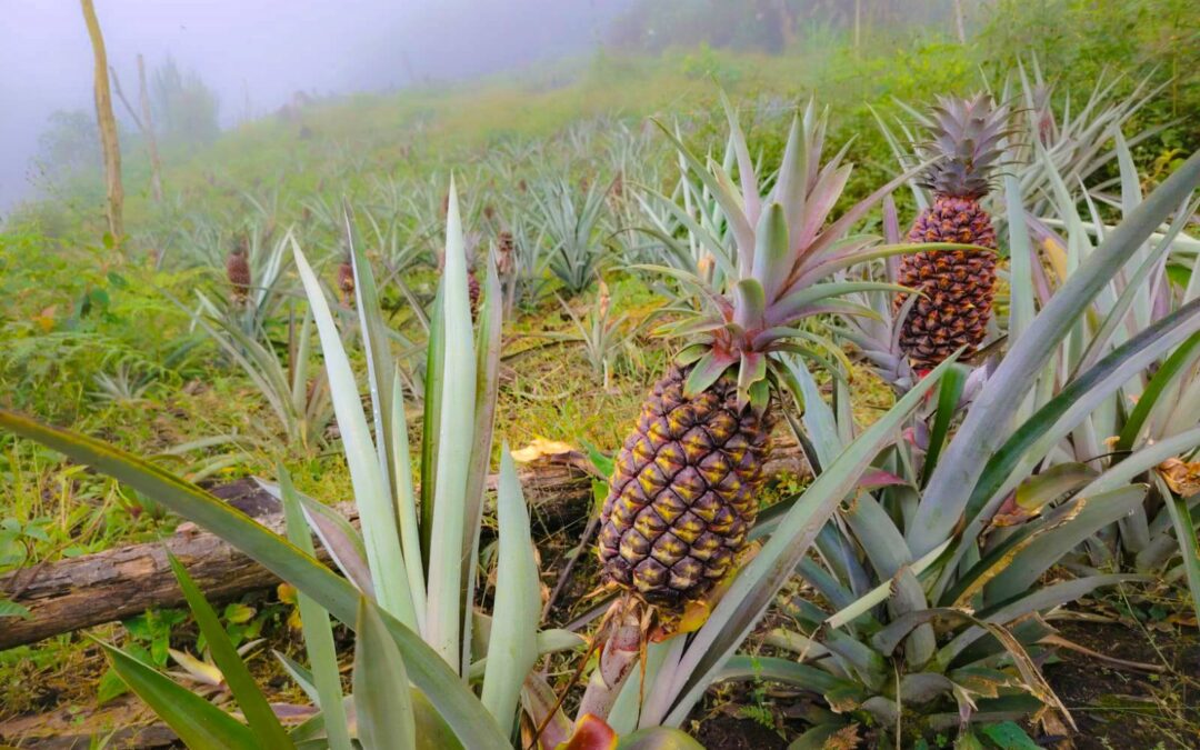 FORTALECEN SEGUIMIENTO TÉCNICO EN CULTIVOS DE PIÑA VARIEDAD SAMBA EN AYAPATA