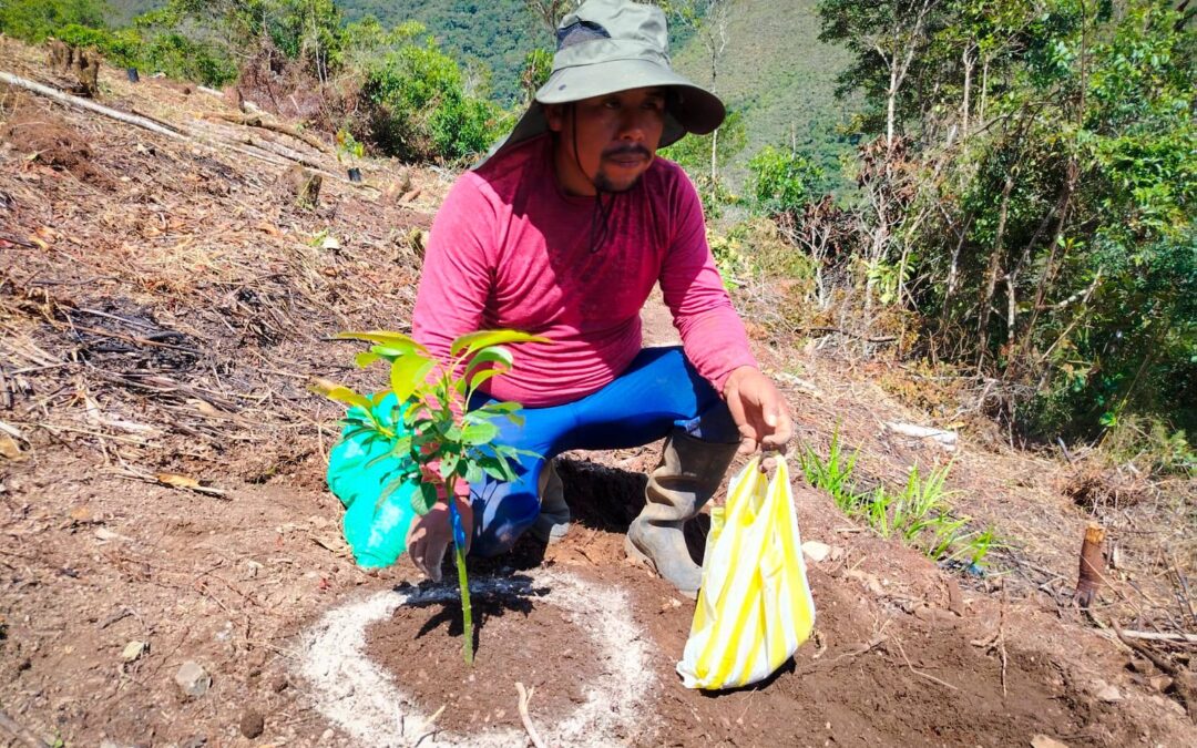 AVANZA LA PRODUCCIÓN DE PALTO EN YANAHUAYA CON INSTALACIÓN EN CAMPO DEFINITIVO