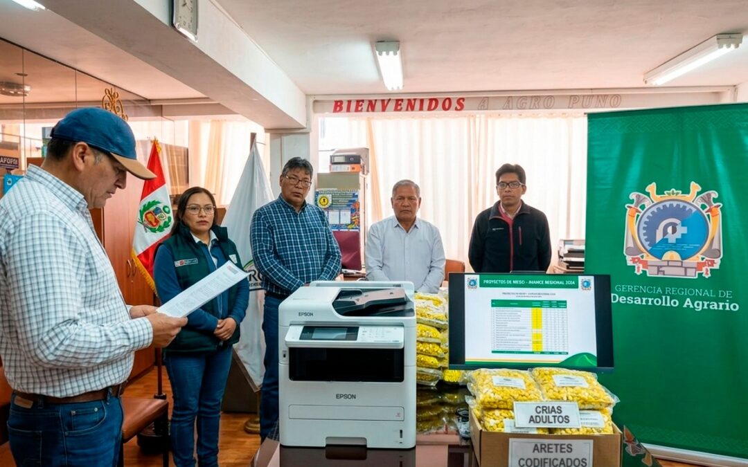 5 MIL ARETES CODIFICADOS MEJORARÁN LA TRAZABILIDAD Y CALIDAD GENÉTICA DE ALPACAS Y LLAMAS EN PUNO